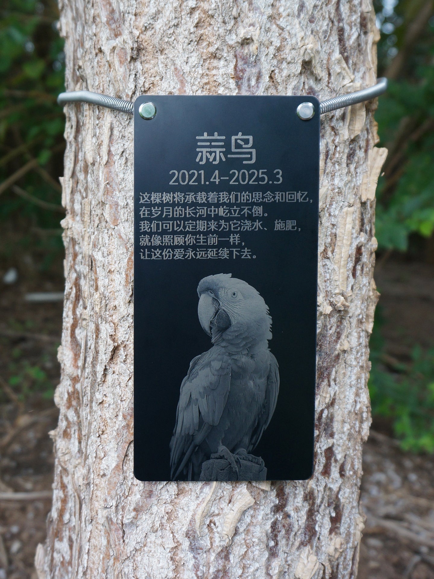 Black plaque with parrot illustration and text on a tree trunk