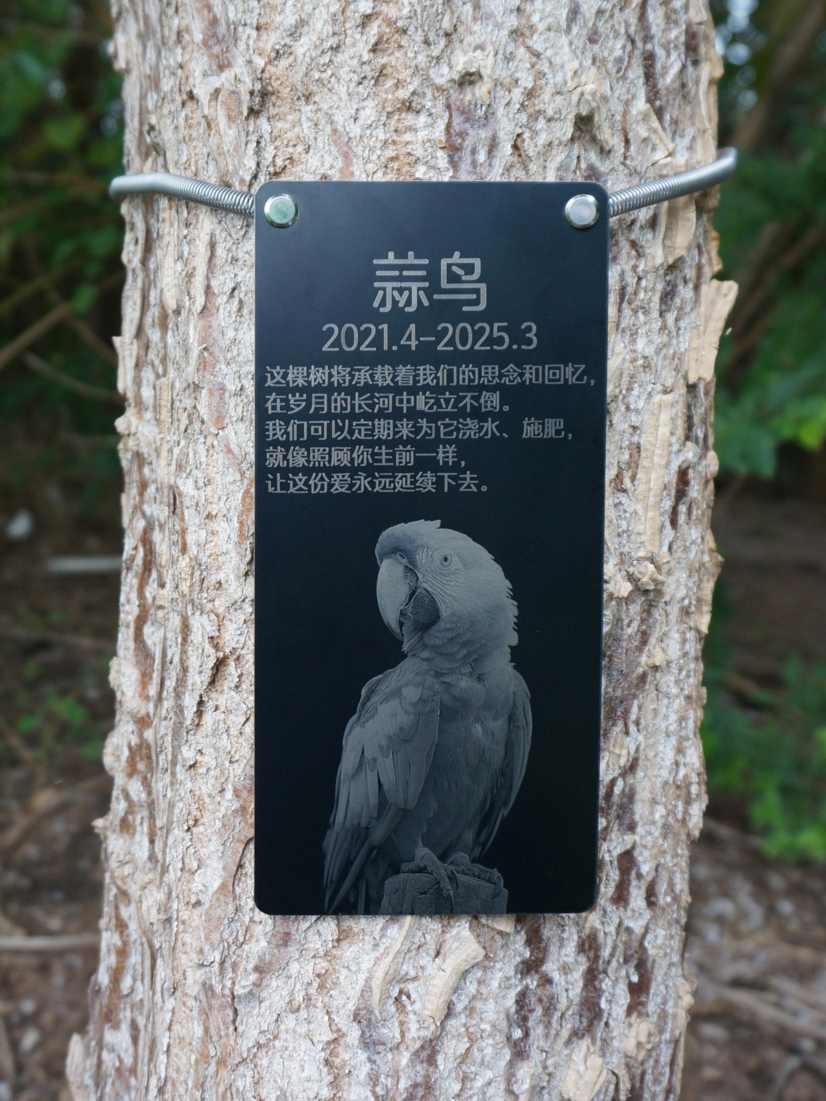 Black plaque with parrot illustration and text on a tree trunk