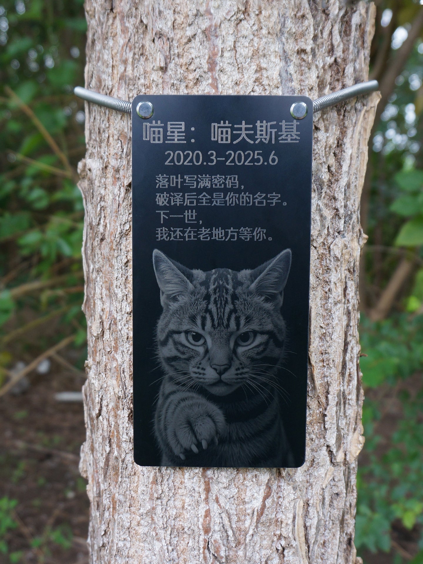 Memorial plaque for a cat attached to a tree with engraved text and a cat illustration.