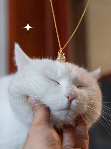 White cat being petted with a gold necklace in the background